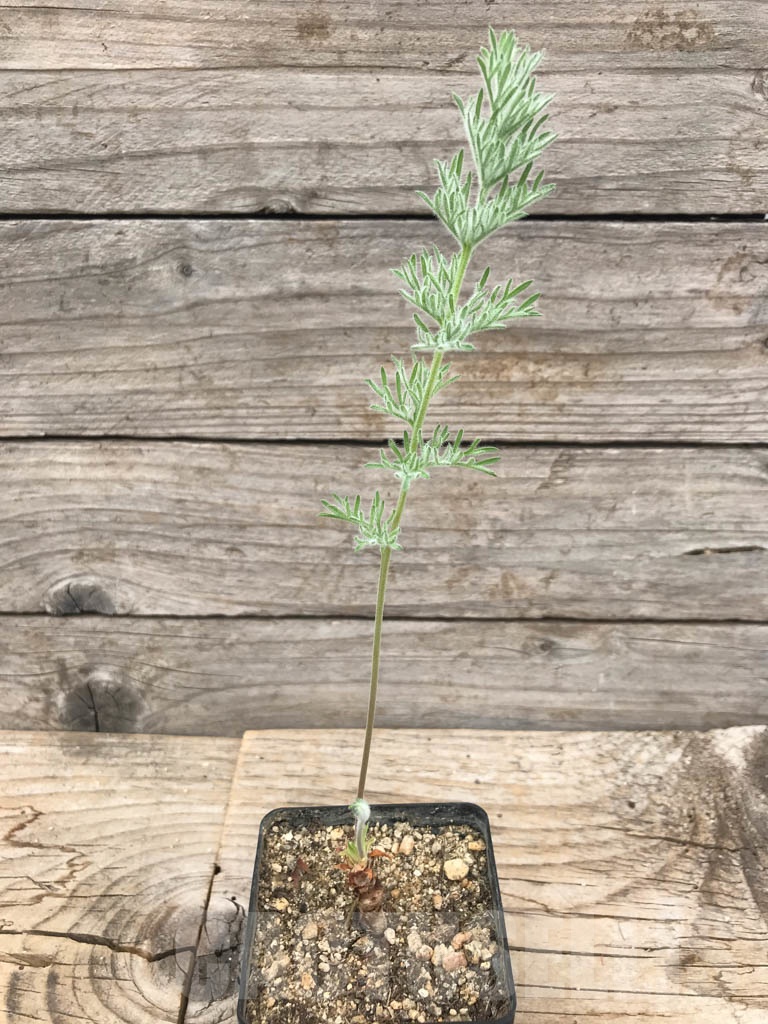 SHPR9960 Pelargonium bowkeri