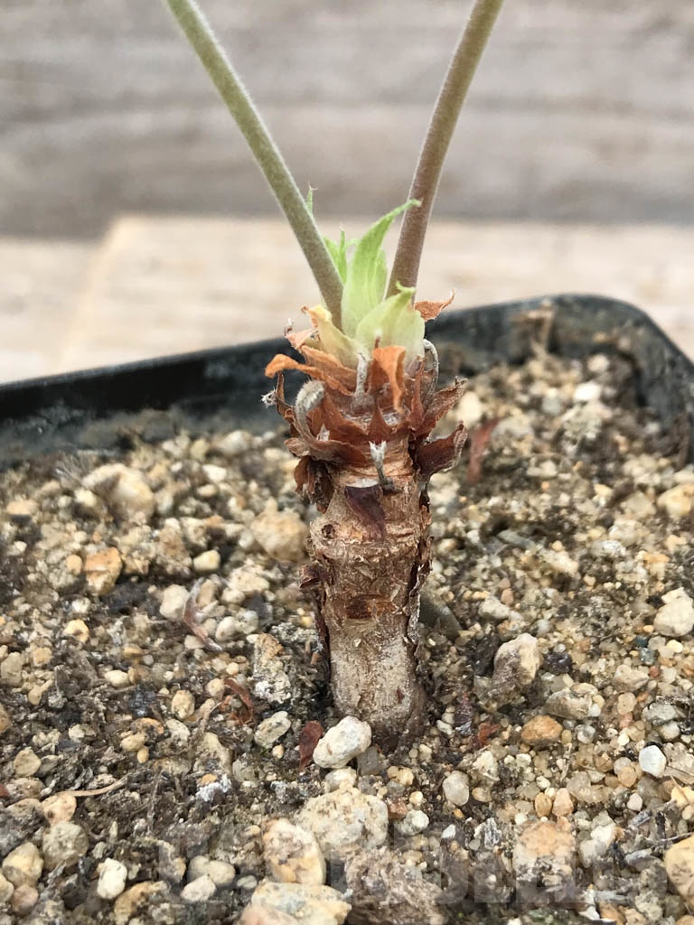 SHPR9960 Pelargonium bowkeri - immagine 2