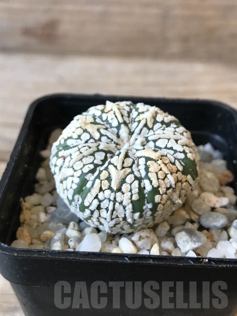SHPR9972 Astrophytum SK hybrid - Image 2