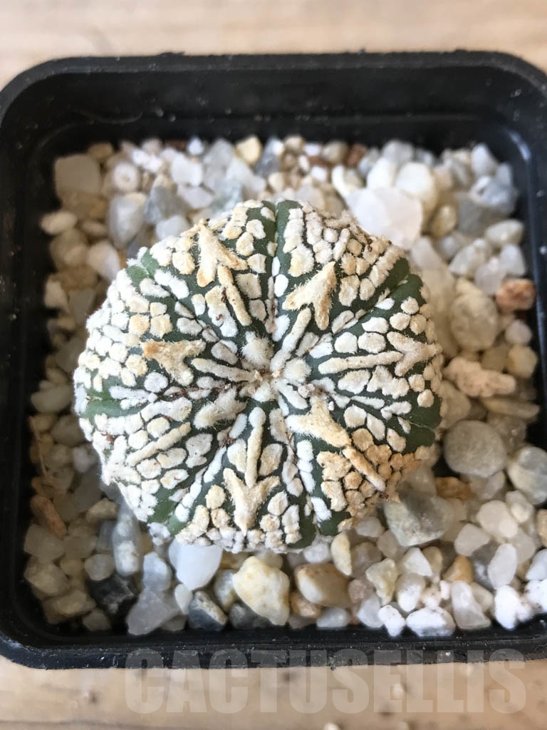 SHPR9972 Astrophytum SK hybrid