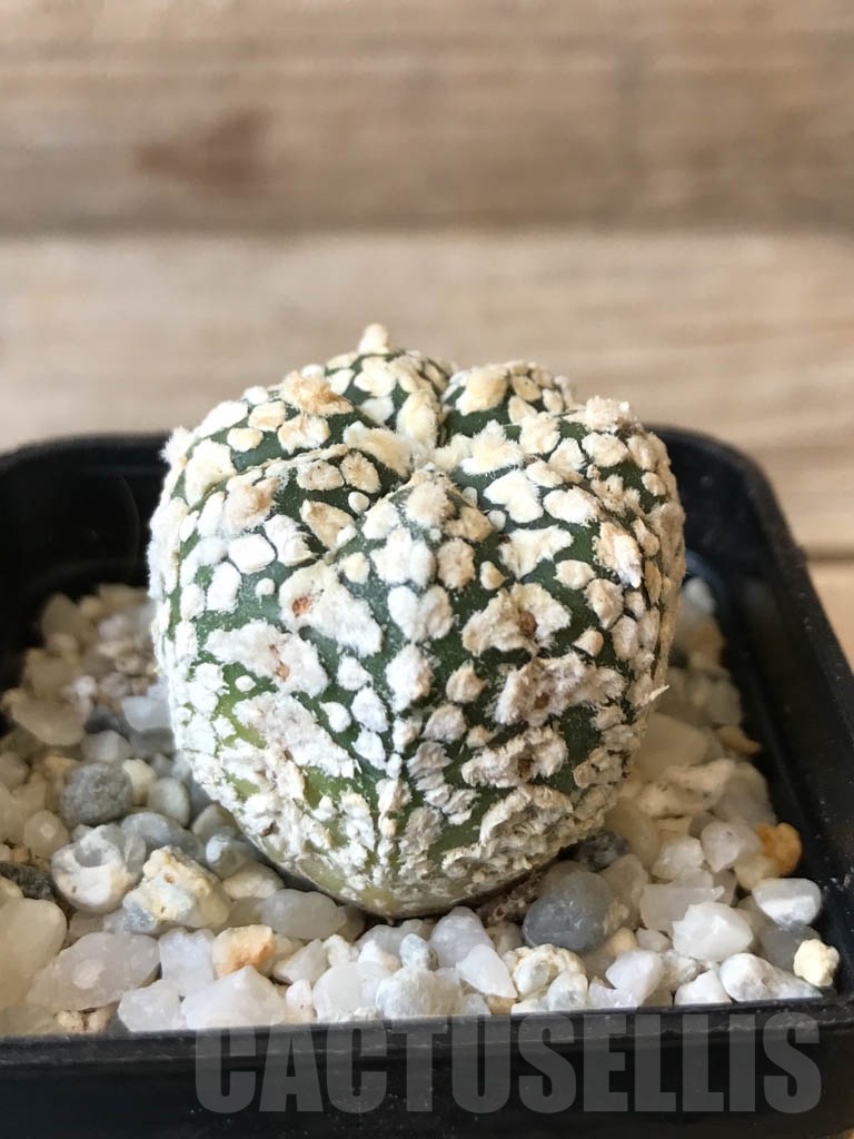 SHPR9973 Astrophytum SK hybrid - immagine 2