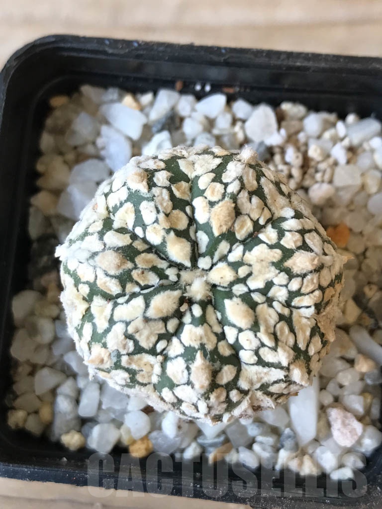 SHPR9973 Astrophytum SK hybrid