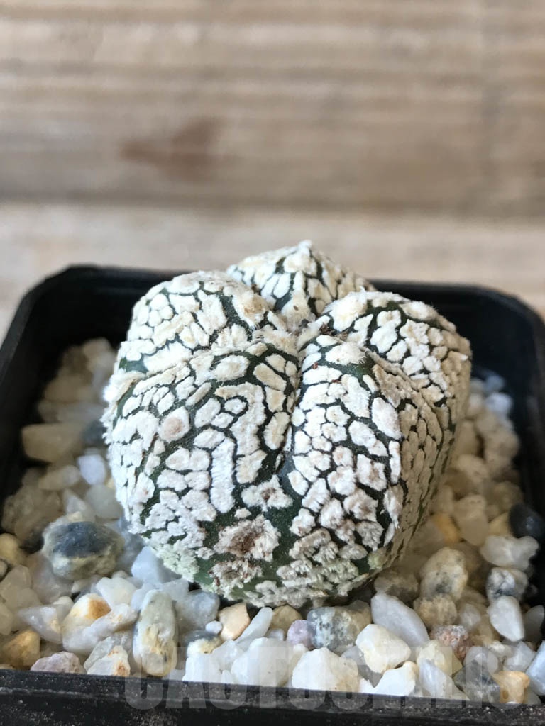 SHPR9974 Astrophytum SK hybrid - Image 2