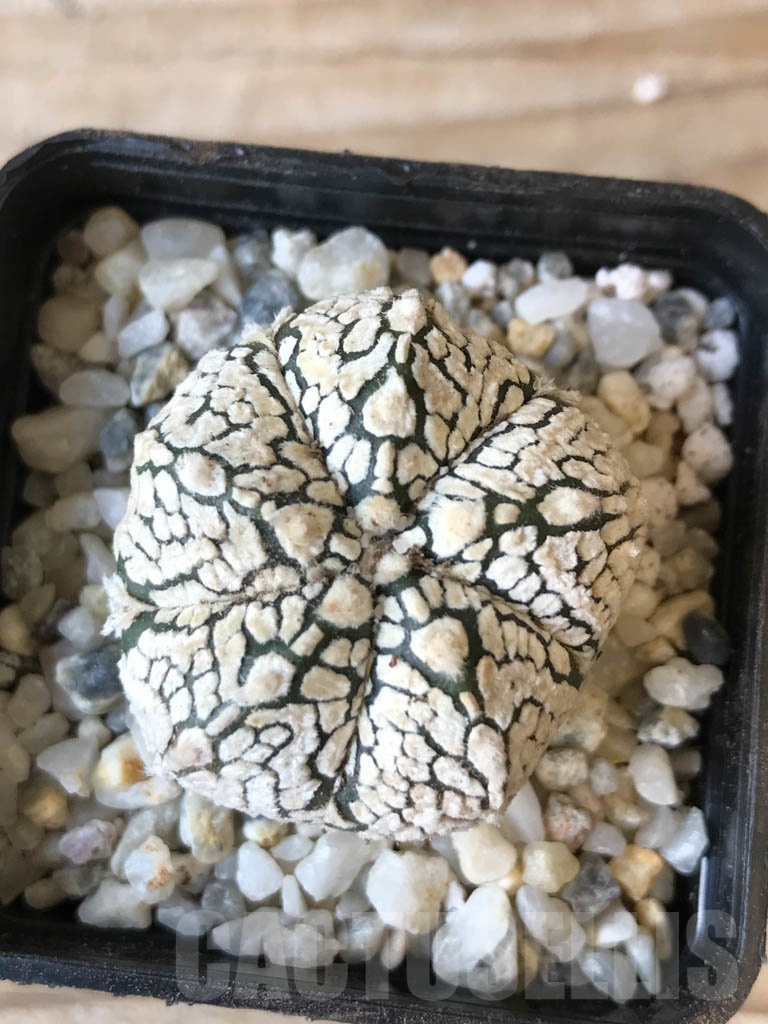 SHPR9974 Astrophytum SK hybrid