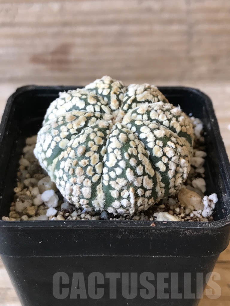 SHPR9976 Astrophytum SK hybrid - Image 2