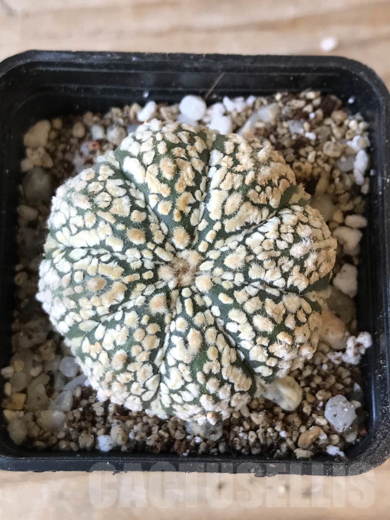 SHPR9976 Astrophytum SK hybrid
