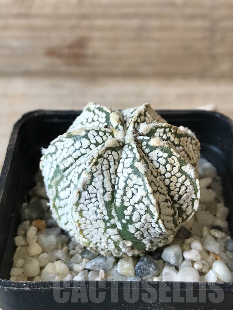 SHPR9980 Astrophytum SK hybrid - immagine 2