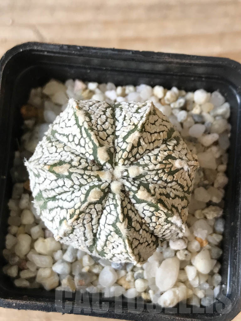 SHPR9980 Astrophytum SK hybrid