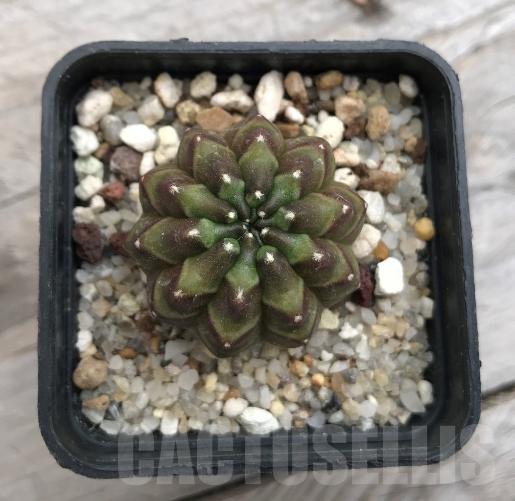 SHPR10007 Gymnocalycium hybrid f. inermis – Image 2