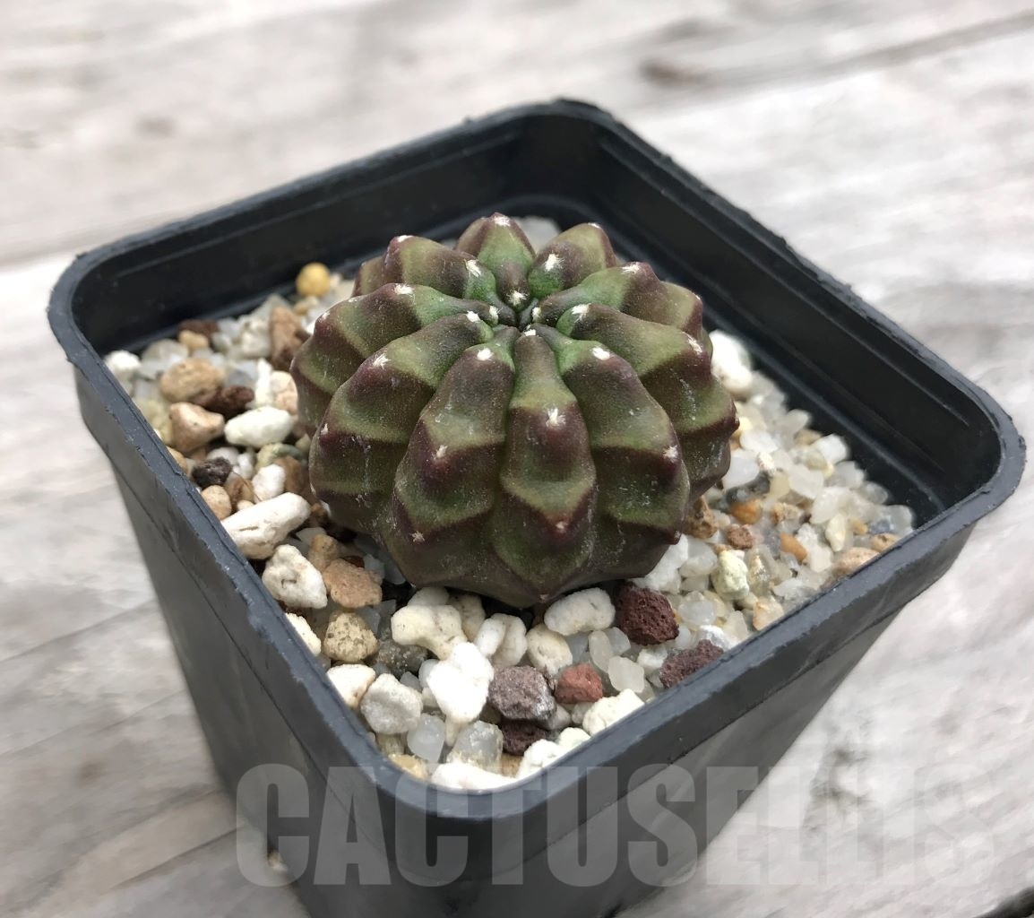 SHPR10007 Gymnocalycium hybrid f. inermis