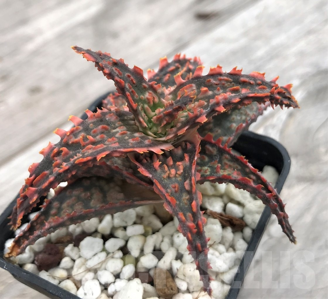 SHPR10017 Aloe TST hybrid
