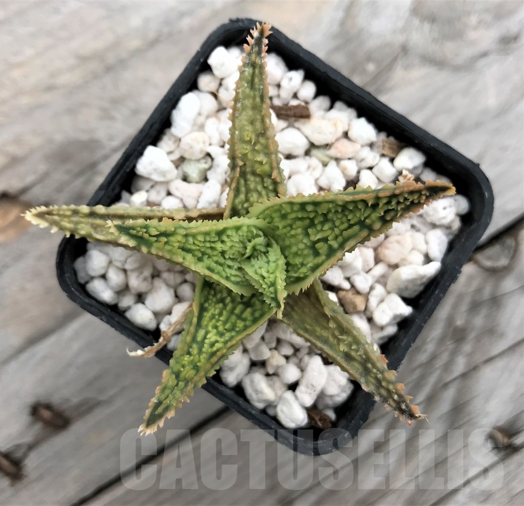 SHPR10019 Aloe TST hybrid