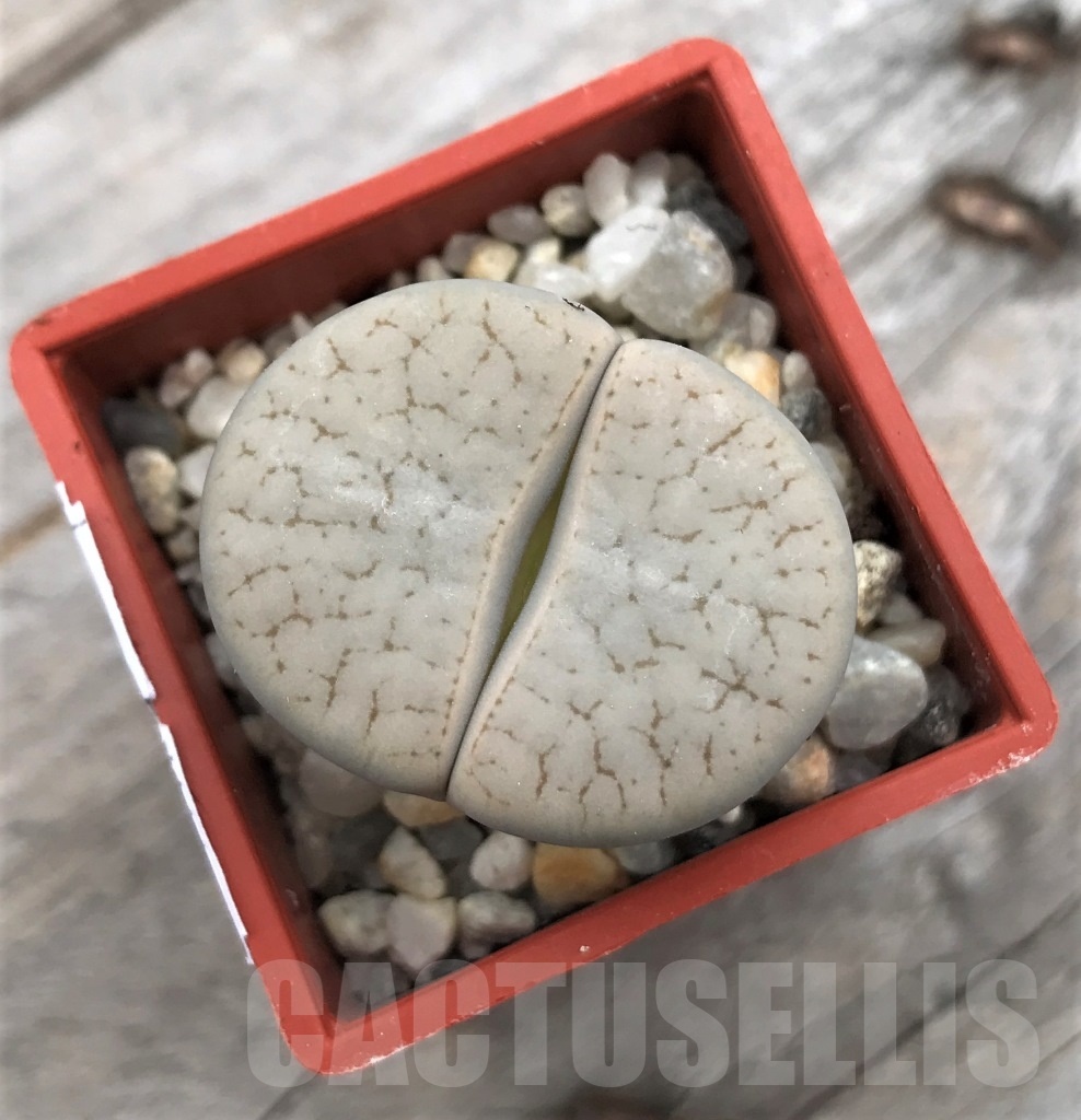 SHPR10020 Lithops pseudotruncatella ssp. groendrayensis C246 FH