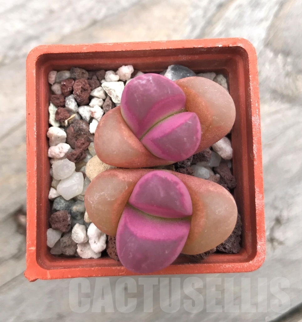 SHPR10021 Lithops optica f. rubra