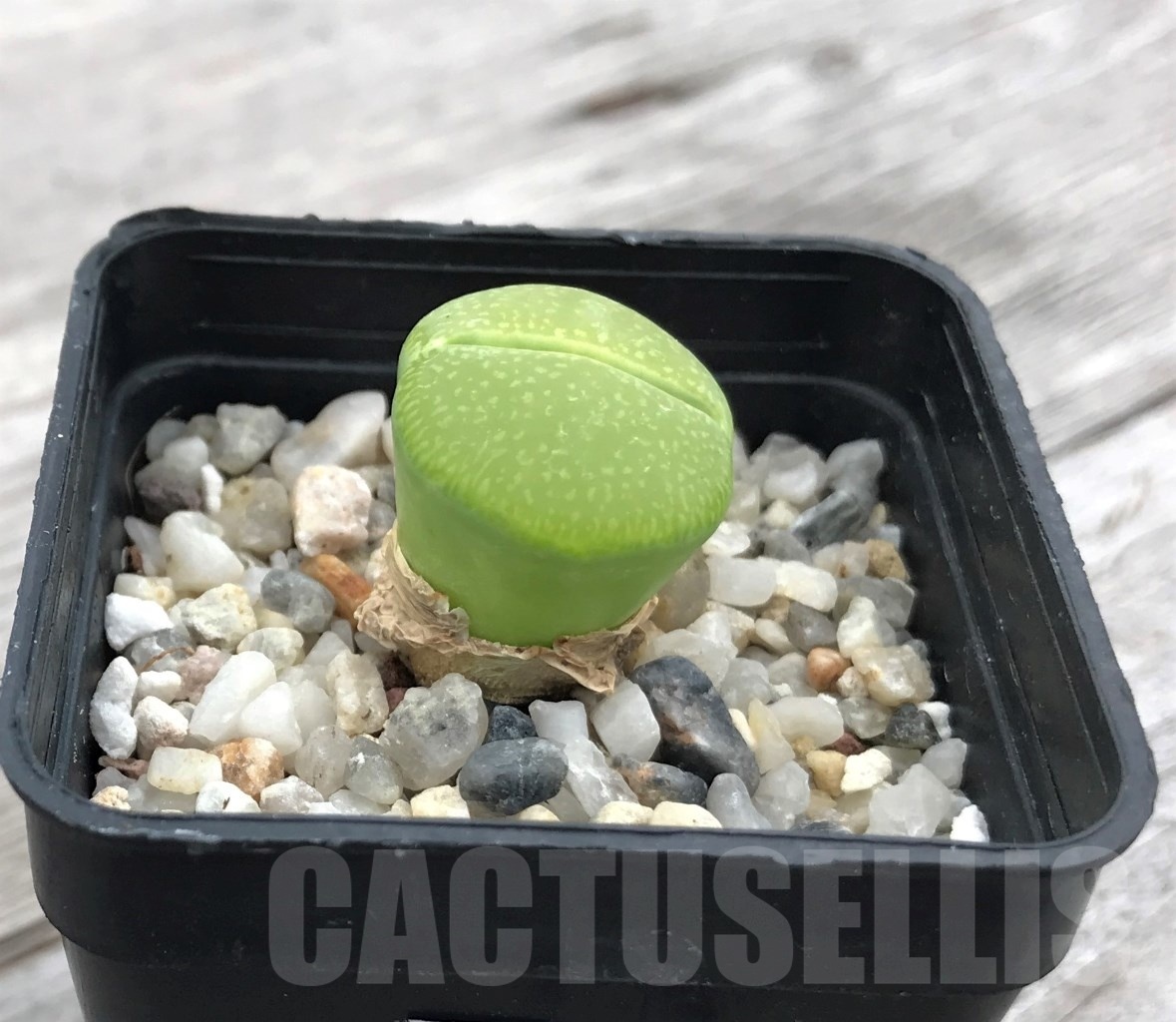 SHPR10022 Lithops aucampiae "Bella ketty" - Image 2