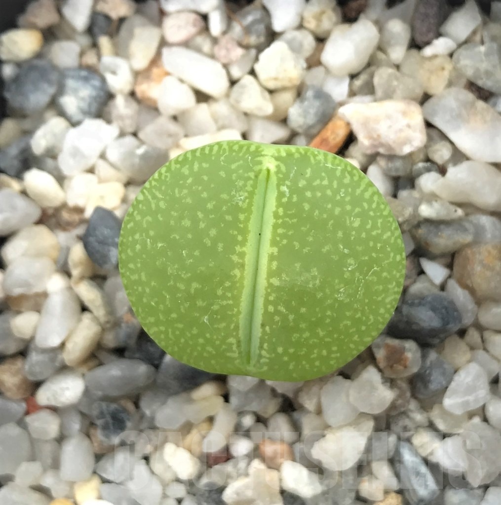 SHPR10022 Lithops aucampiae "Bella ketty"