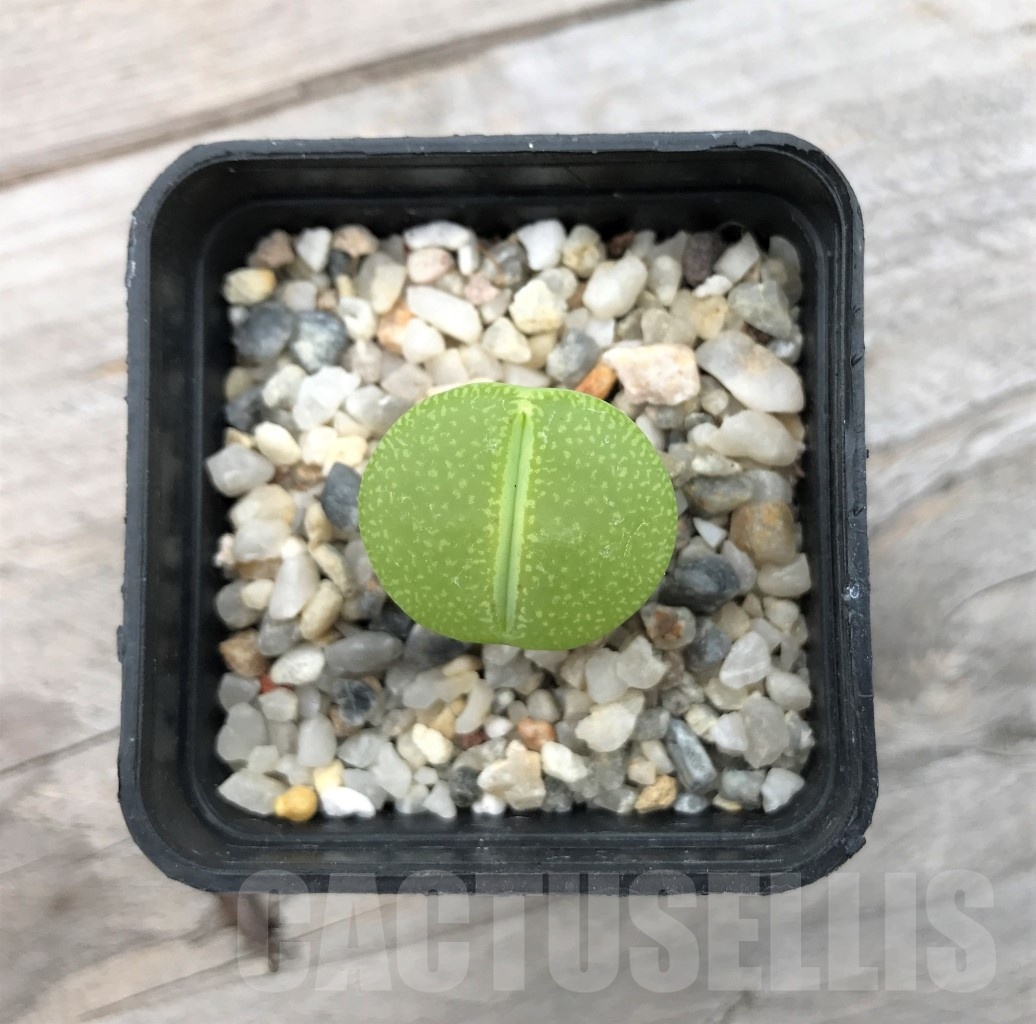 SHPR10022 Lithops aucampiae "Bella ketty" - Image 3