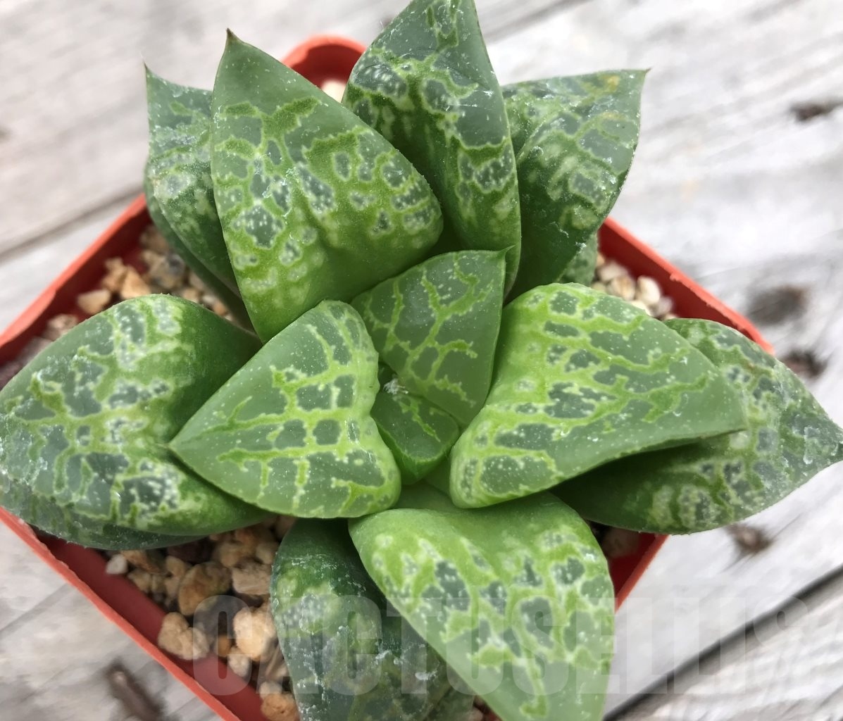 SHPR10023 Haworthia splendens "Kamen Butokai"