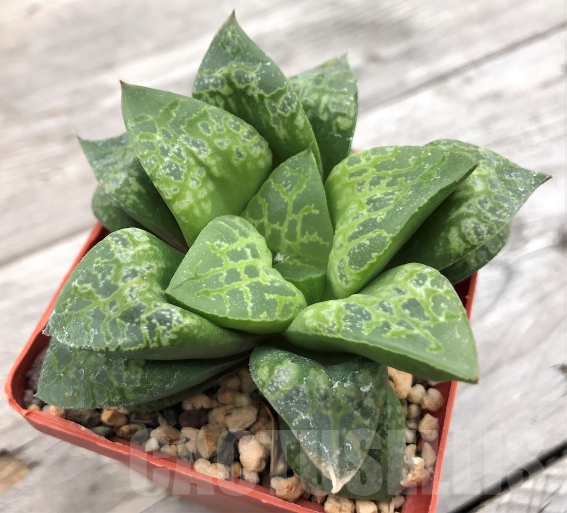 SHPR10023 Haworthia splendens "Kamen Butokai" - Image 2