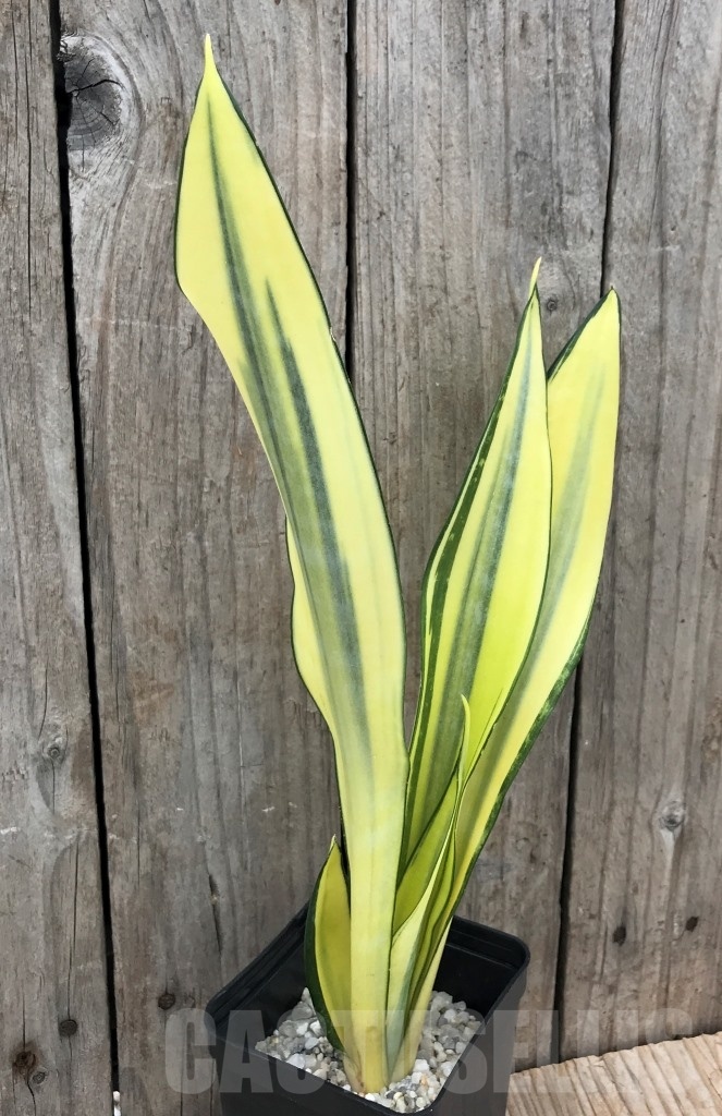 SHPR10030 Sansevieria 'Golden Banner' mutation