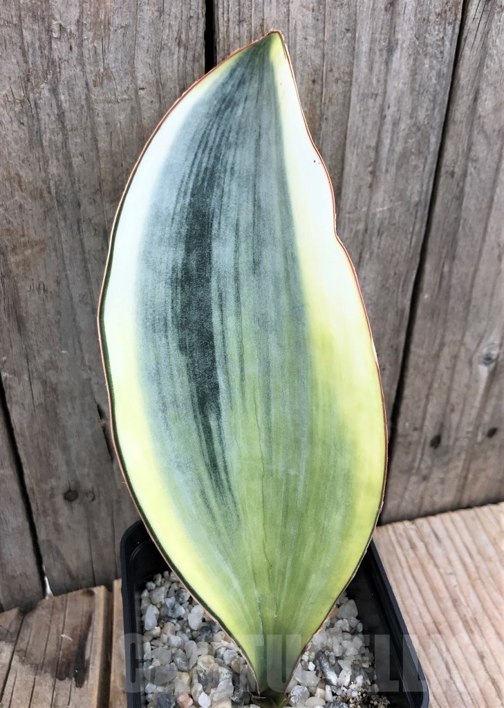 SHPR10032 Sansevieria 'Masoniana' white