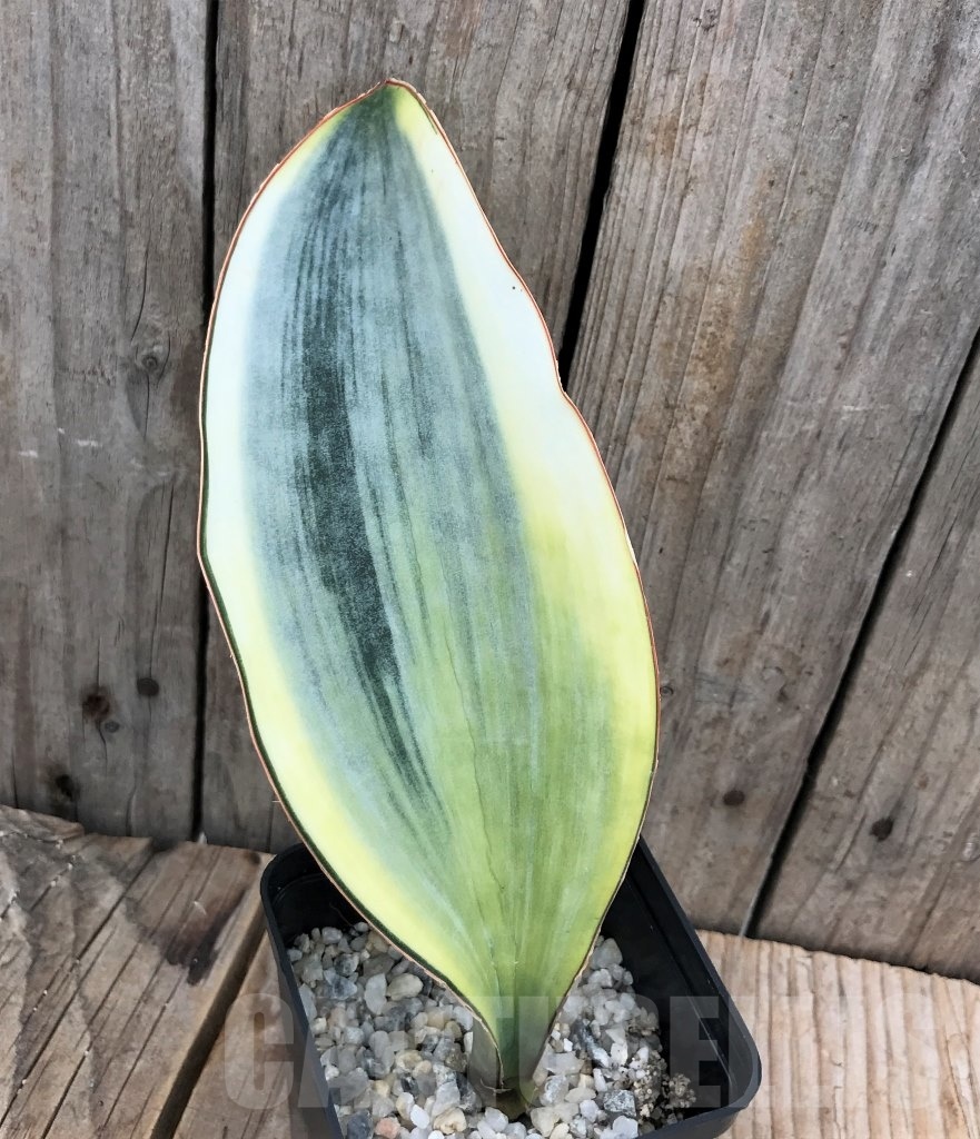 SHPR10032 Sansevieria 'Masoniana' white - Image 2