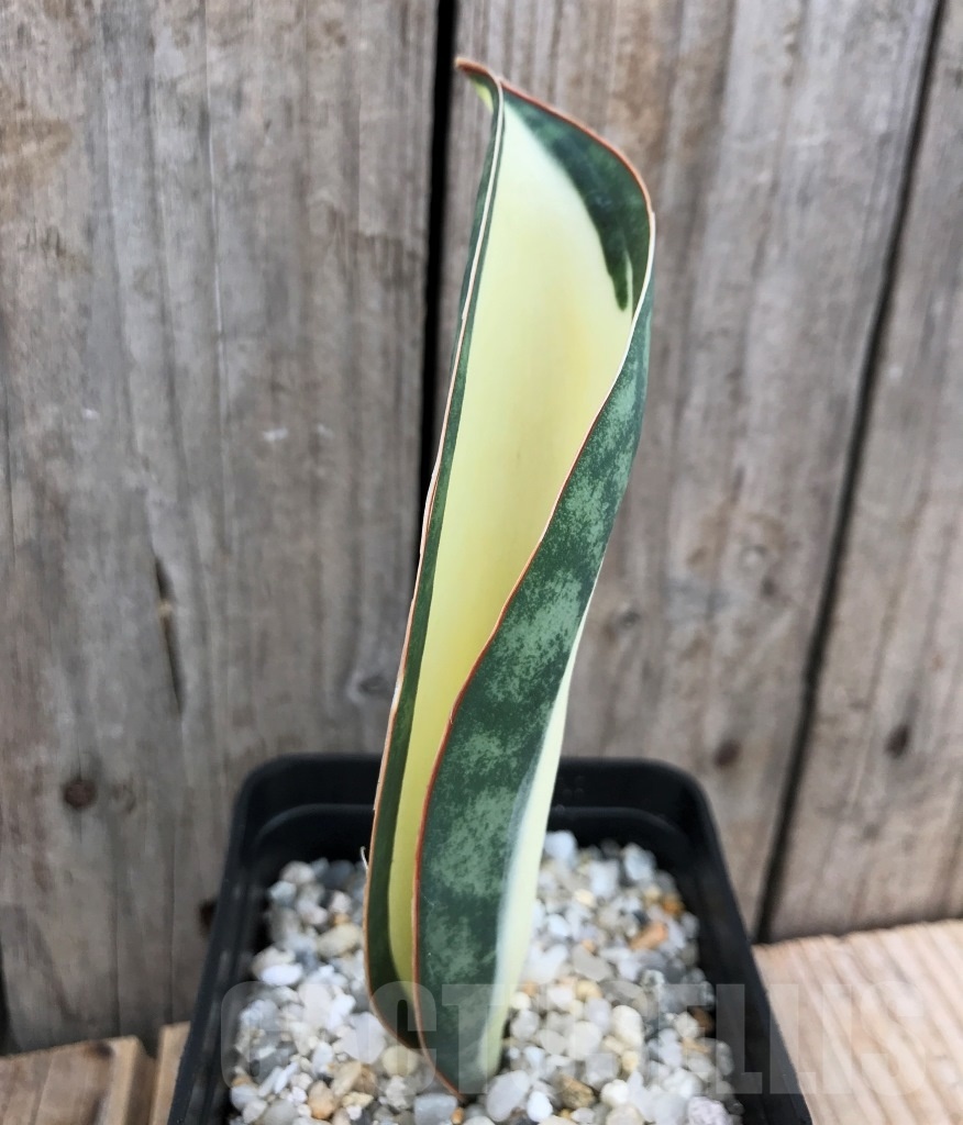 SHPR10034 Sansevieria 'Masoniana' white