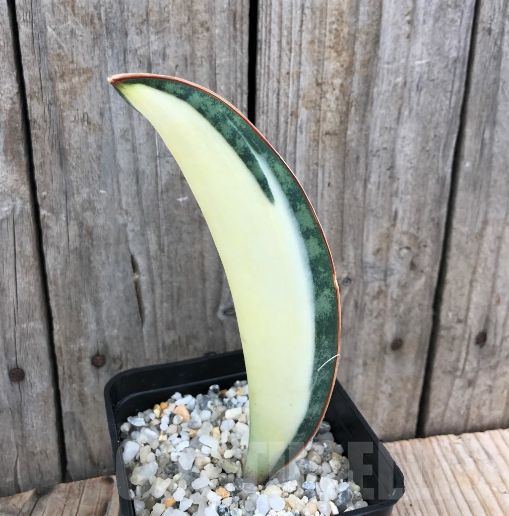 SHPR10034 Sansevieria 'Masoniana' white - immagine 3