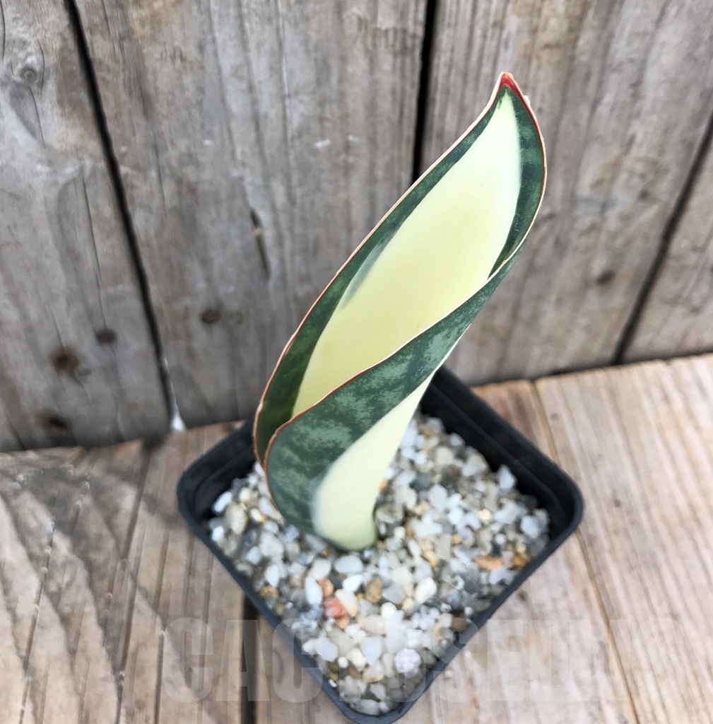 SHPR10034 Sansevieria 'Masoniana' white - immagine 2