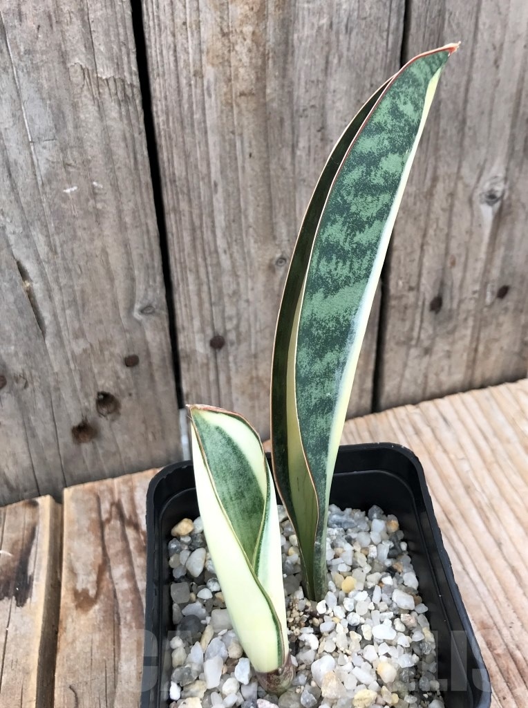 SHPR10035 Sansevieria 'Masoniana' white – Image 2
