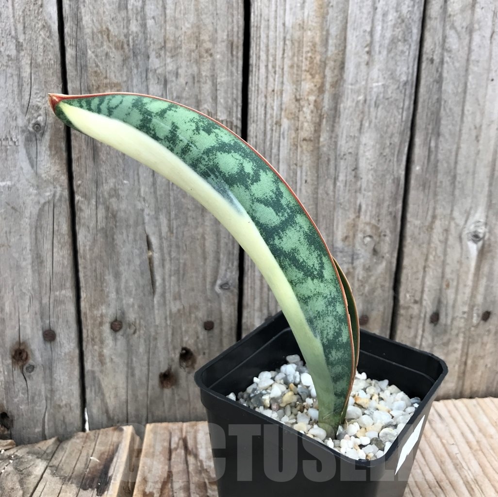 SHPR10036 Sansevieria 'Masoniana' white
