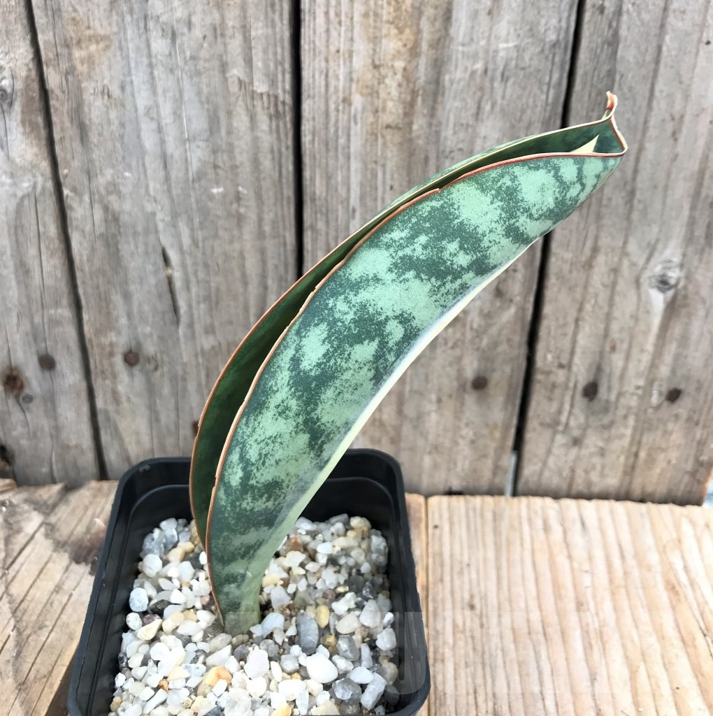 SHPR10036 Sansevieria 'Masoniana' white - Image 2