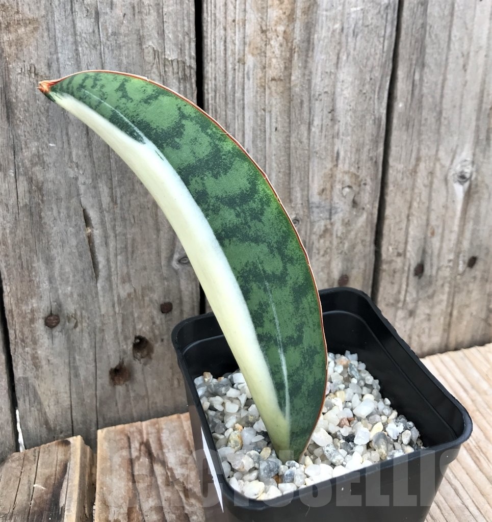 SHPR10037 Sansevieria 'Masoniana' white