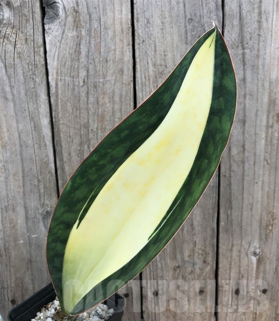 SHPR10039 Sansevieria 'Masoniana' white - Obrázek 2
