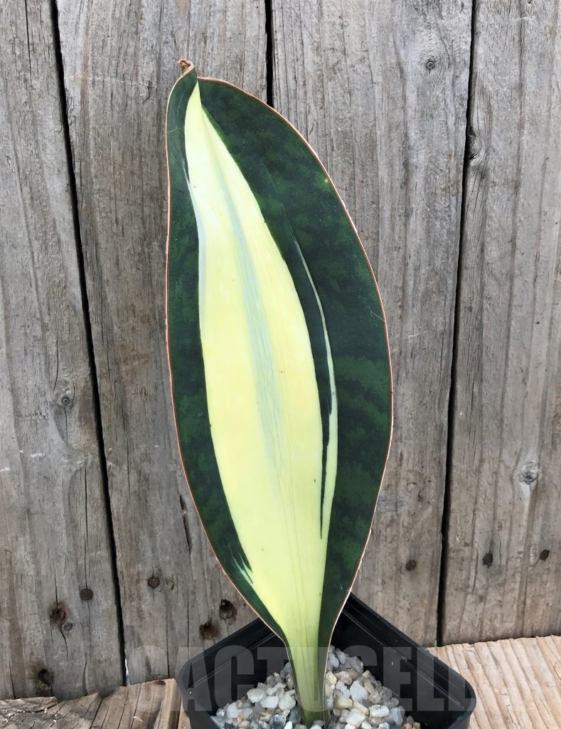 SHPR10039 Sansevieria 'Masoniana' white