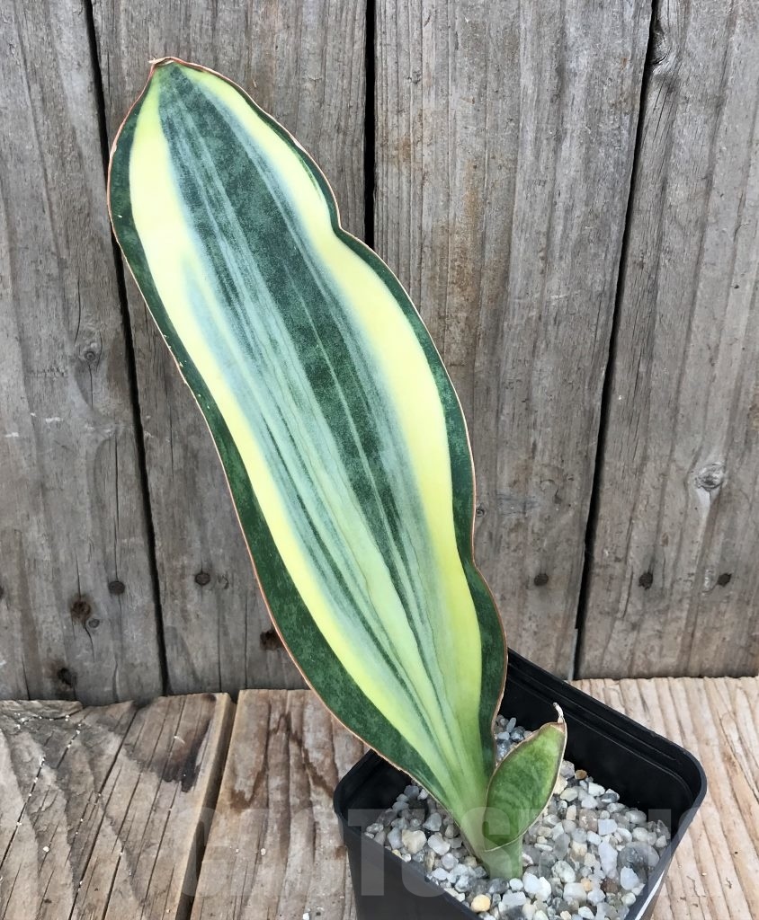 SHPR10040 Sansevieria 'Masoniana' white