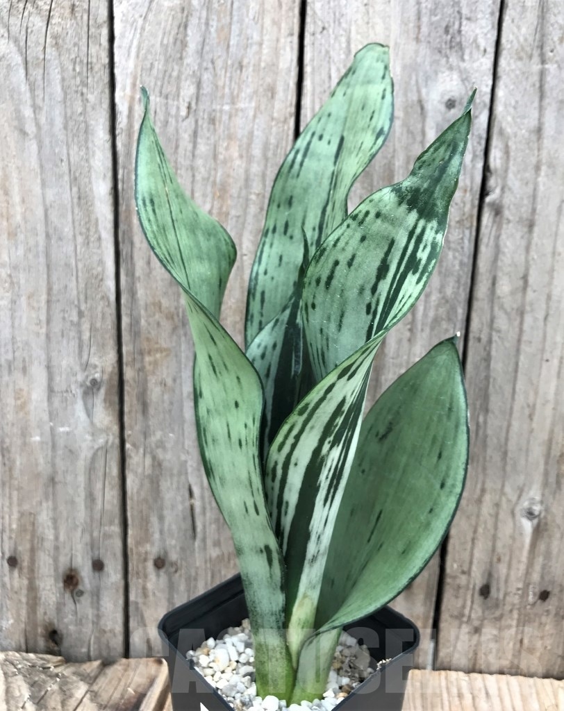 SHPR10042 Sansevieria 'Brazilian Moonshine'