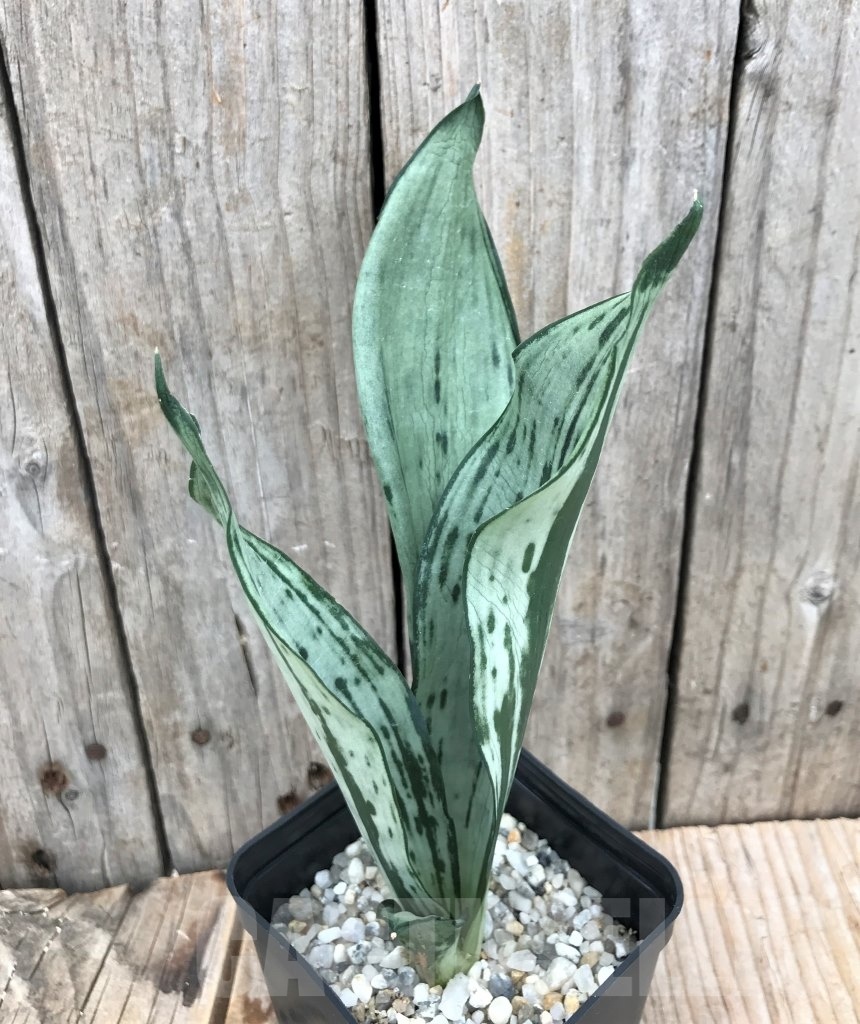 SHPR10042 Sansevieria 'Brazilian Moonshine' - Image 2