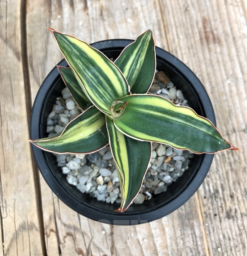 SHPR10045 Sansevieria 'Blue leaf' variegated - Image 2