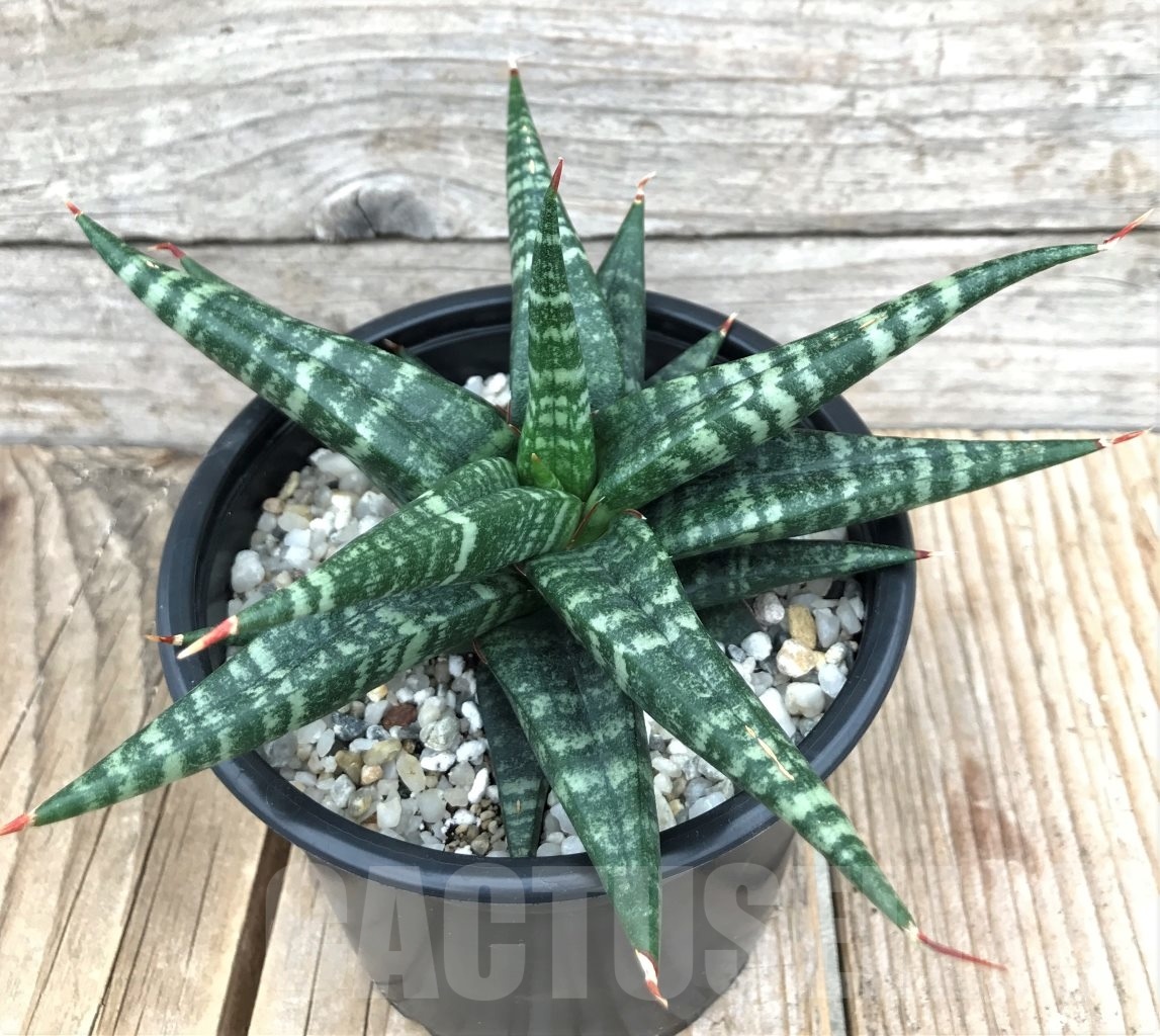 SHPR10046 Sansevieria Cordova x Downsii