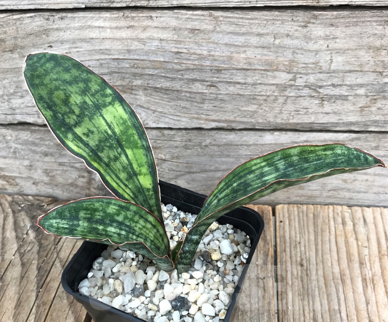 SHPR10049 Sansevieria ‘Macrophylla’ variegata