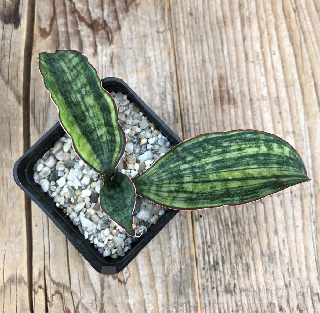SHPR10052 Sansevieria ‘Macrophylla’ variegata