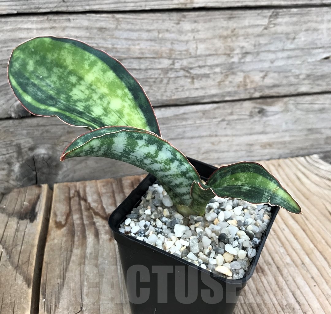 SHPR10053 Sansevieria ‘Macrophylla’ variegata - Image 2