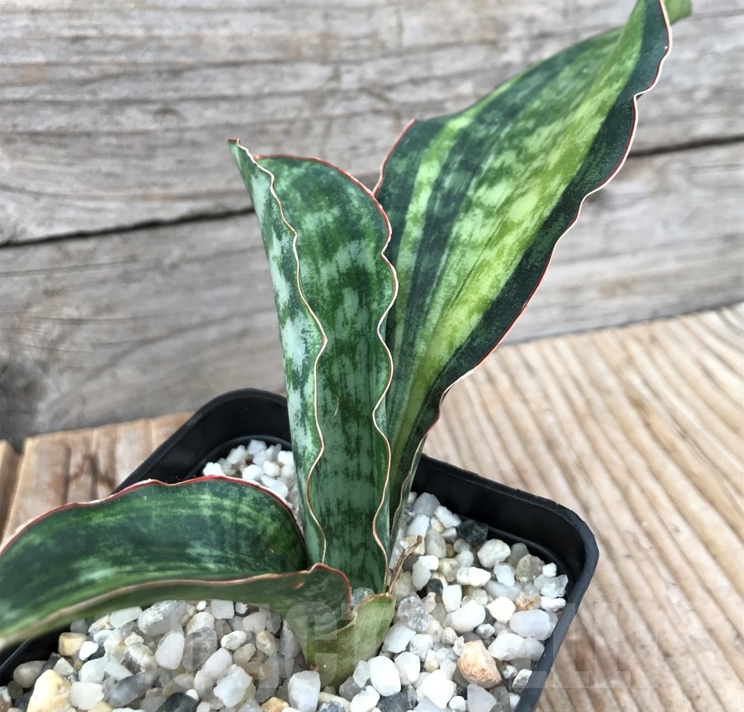 SHPR10053 Sansevieria ‘Macrophylla’ variegata