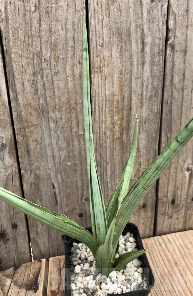 SHPR10057 Sansevieria Dancing Dragon - 画像 (2)