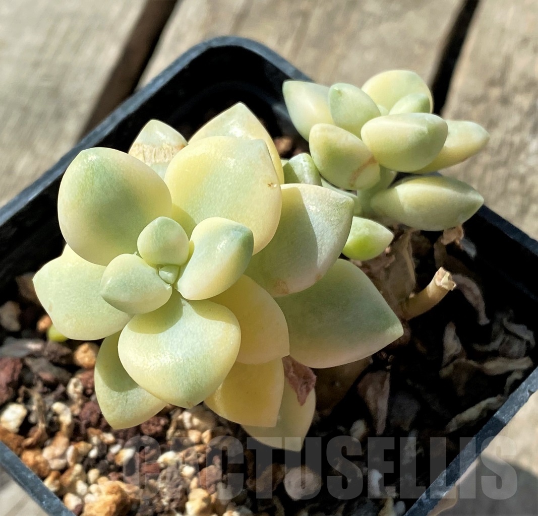 SHPR11462 Graptopetalum apricot variegated - Image 2