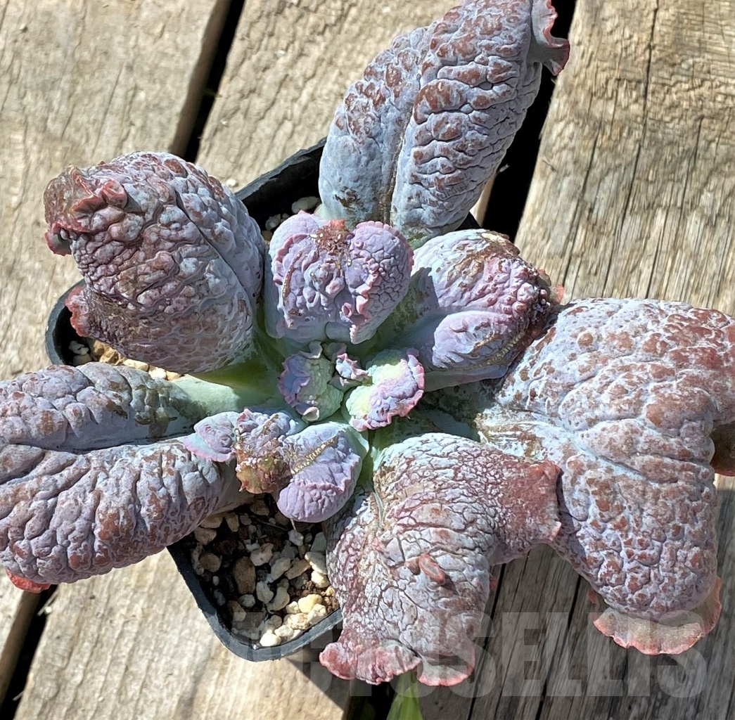 SHPR11465 Echeveria 'Linguas'