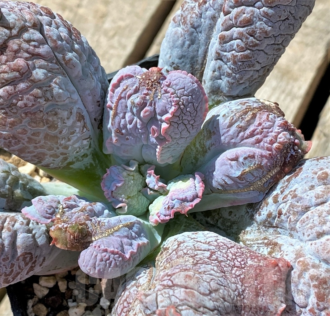 SHPR11465 Echeveria 'Linguas' – Image 2