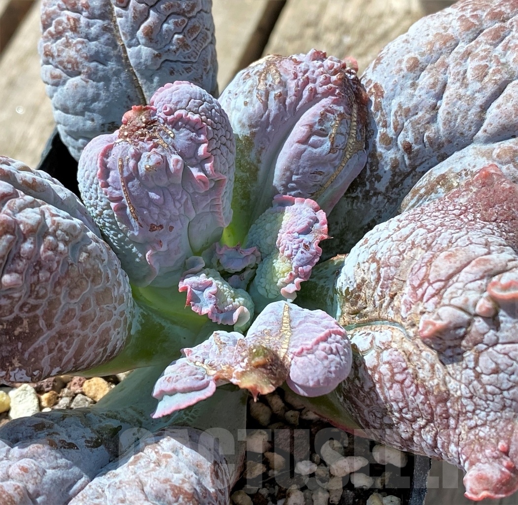 SHPR11465 Echeveria 'Linguas' – Image 3