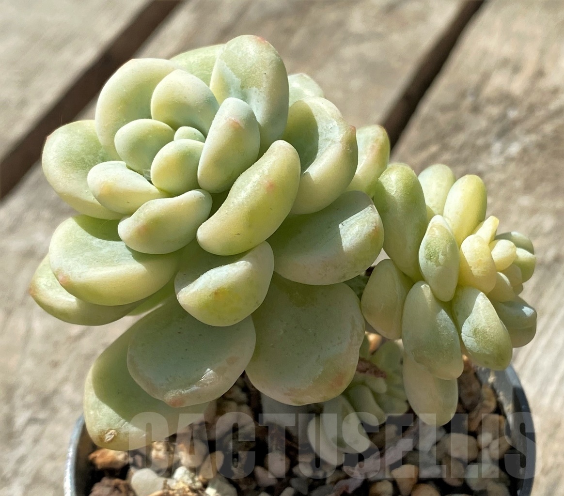 SHPR11466 Sedum clavatum f.variegata - Image 2